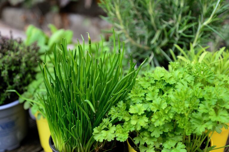 How to Grow Your Own Herbs: A Step-by-Step Guide