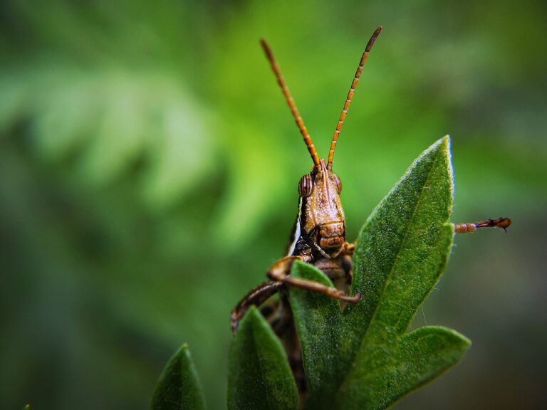 How to Deal with Common Garden Pests: Effective and Eco-Friendly Strategies