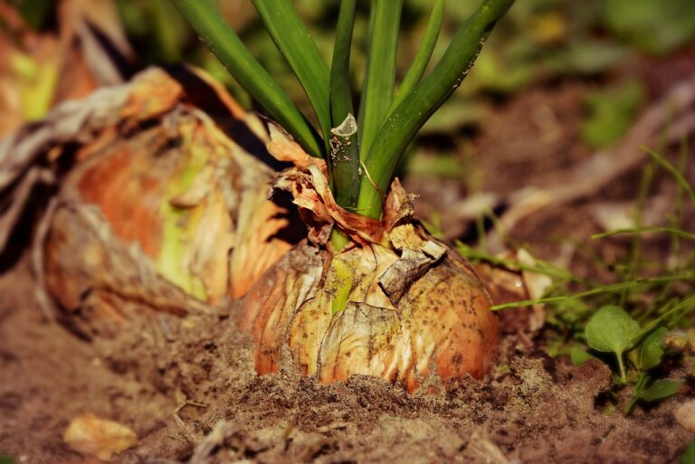 How to Grow Your Own Vegetables: A Step-by-Step Guide to a Bountiful Harvest