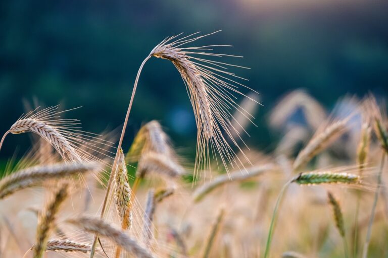 The Best Time to Plant Different Crops: A Seasonal Guide